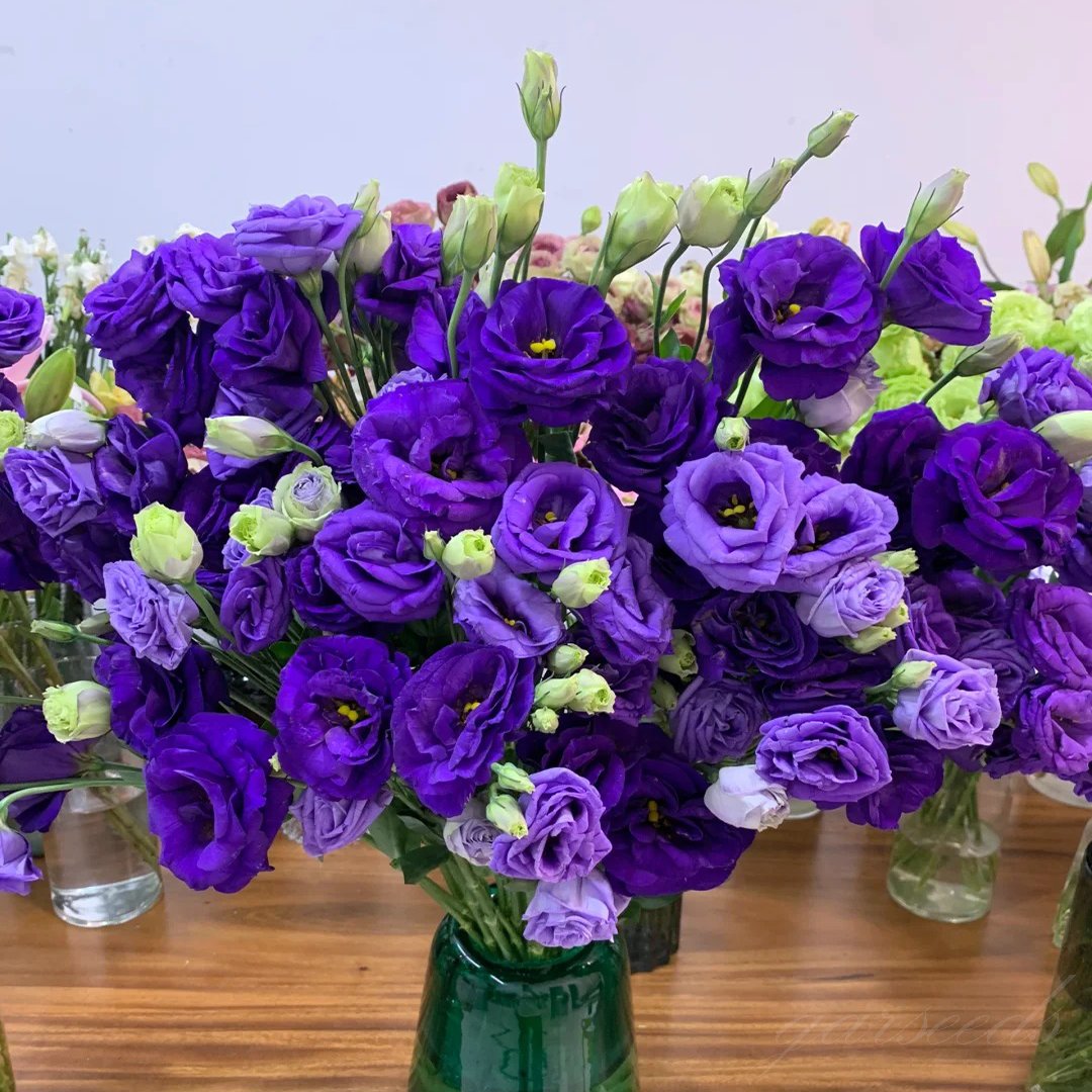 🔥Hot Sale 50% OFF🌱Hardy Perennial Lisianthus Seeds RHS Certified for British Garden Beds Beginner Friendly