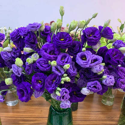🔥Hot Sale 50% OFF🌱Hardy Perennial Lisianthus Seeds RHS Certified for British Garden Beds Beginner Friendly