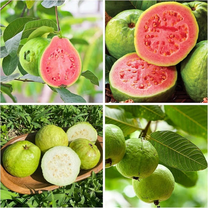 🍈Tropical Guava Growing Kit for Pots & Gardens