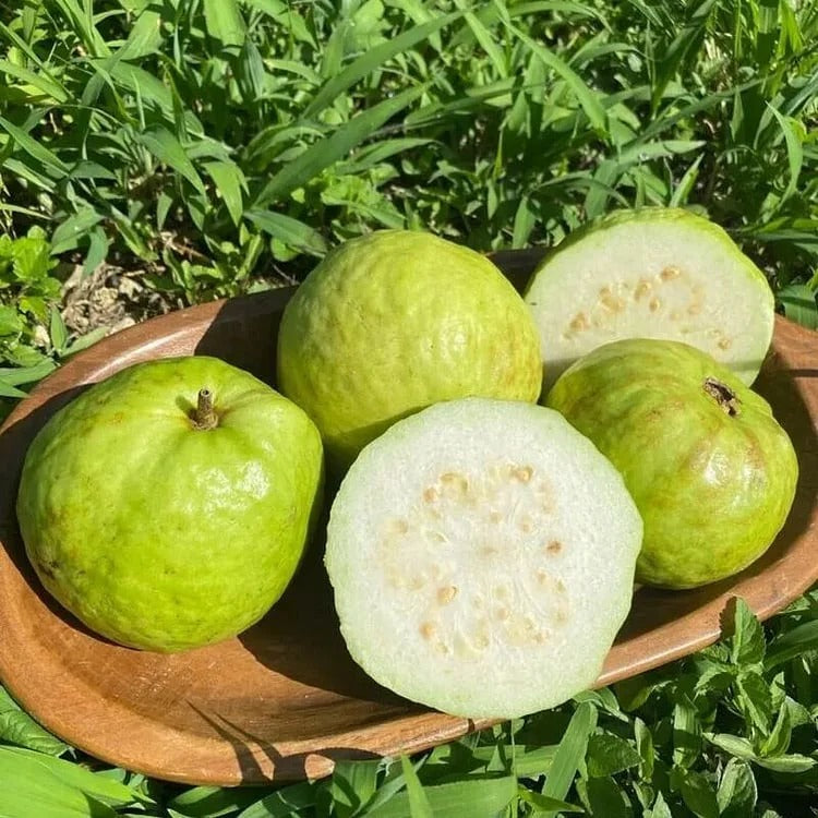 🍈Tropical Guava Growing Kit for Pots & Gardens