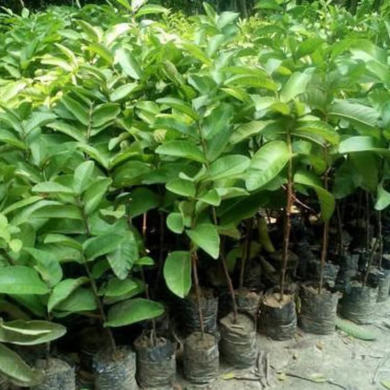 🍈Tropical Guava Growing Kit for Pots & Gardens
