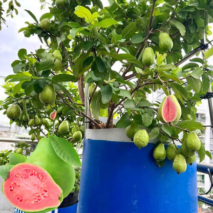🍈Tropical Guava Growing Kit for Pots & Gardens